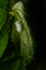 Um conjunto de ovos de insetos pregados em uma folha de amoreira.