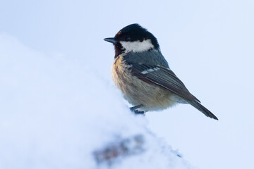coal tit (Parus ater) in winter