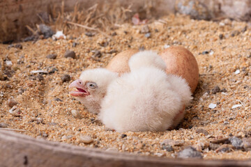 young peregrine