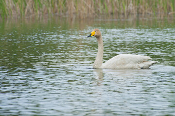 whooper swan