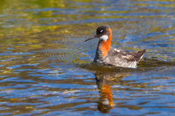 Red necked phalarope swimming in a hot spring in Iceland