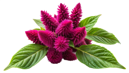 Amaranth flower isolated on white background as transparent. PNG. AI GENERATED