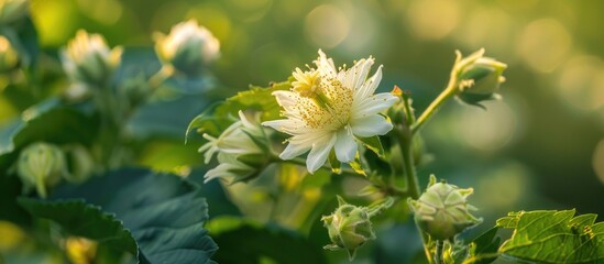 Thorn Apple White Flower Blooming in the Garden