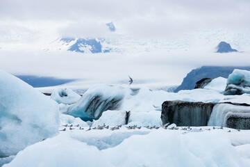 Arctic terns resting on icebergs at Jokulsarlon glacer lake in Iceland