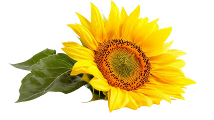 Obraz premium Sunflower transparent background