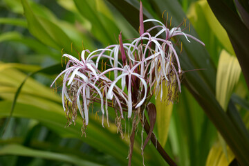 クリヌム・アングスティフォリウム