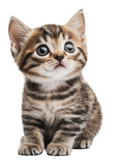 Fototapeta premium PNG Playful striped kitten with big eyes looking up