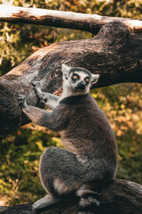 Obraz premium Surprised lemur