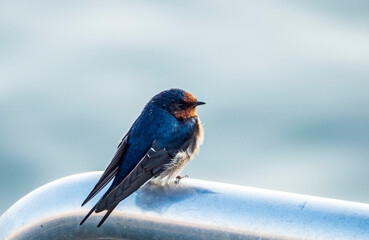 Close-up shot of an Australian Swallow bird sits on a metal beam against blur, bright background