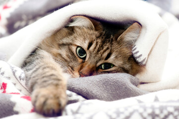 Close-up of a fluffy tabby cat with green eyes lounging under a soft blanket, creating a cozy and...