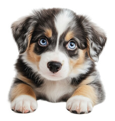 Obraz premium PNG Cute Aussie puppy with blue eyes!