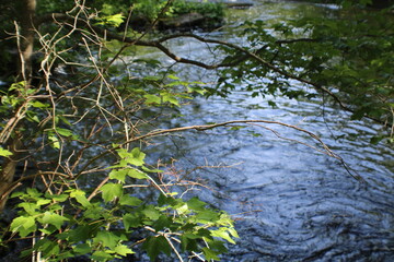 leaves in the water