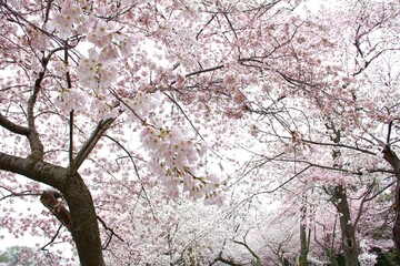 blossom