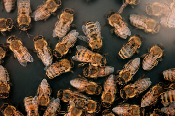 Close-up of a beehive with honeycomb and a swarm of bees.