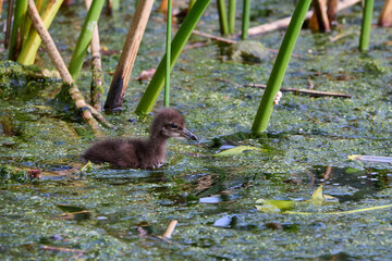 Limpkin juveniles with their parent 