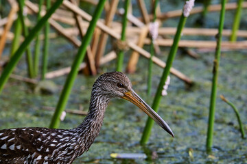 Limpkin juveniles with their parent 