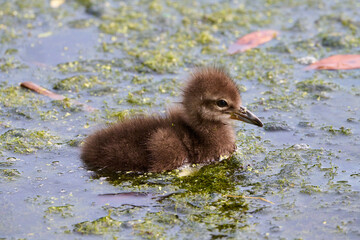 Limpkin juveniles with their parent 