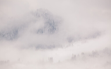 snowy fir trees in fog - winter in the mountains