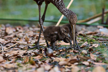 Limpkin juveniles with their parent 