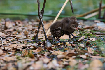 Limpkin juveniles with their parent 