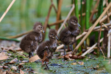 Limpkin juveniles with their parent 