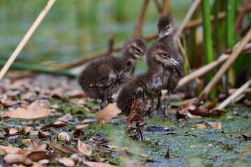 Limpkin juveniles with their parent 