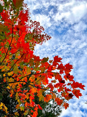 red autumn leaves