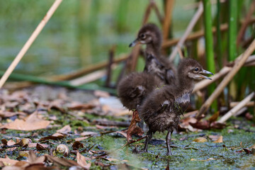 Limpkin juveniles with their parent 