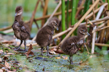 Limpkin juveniles with their parent 