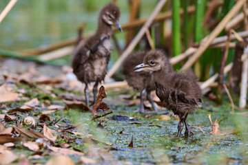Limpkin juveniles with their parent 