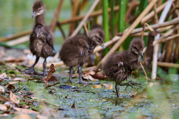Limpkin juveniles with their parent 