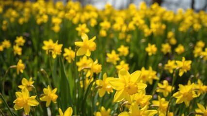 Fototapeta premium Vibrant yellow daffodil flowers blooming in a lush green field under the bright sun, vibrant, yellow