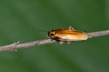 German cockroach Blattella germanica insect plant stem nature Springtime pest control.