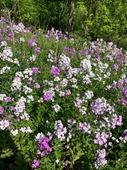 pink and white wild flowers In a field