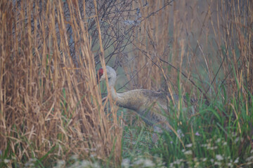 Naklejka premium Sand hill crane with colt 
