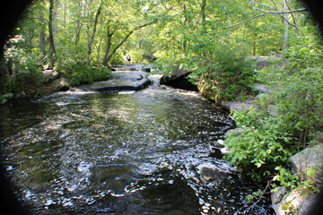 Naklejka premium stream in the forest