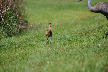 Sand hill crane with colt 