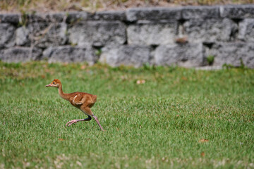 Sand hill crane with colt 