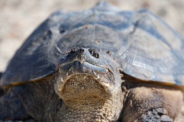 Obraz premium Snapping turtle closeup