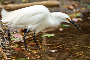 snowy egret hunting for food 