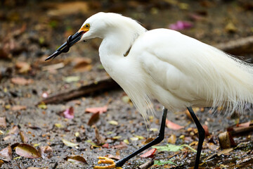 snowy egret hunting for food 