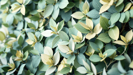 Obraz premium Lush green leaves in a close-up view representing freshness and vitality