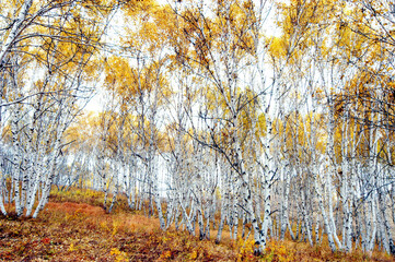 Birch trees in late autumn