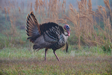 wild turkey foraging in the fog 