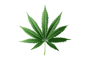 cannabis leaf isolated on white