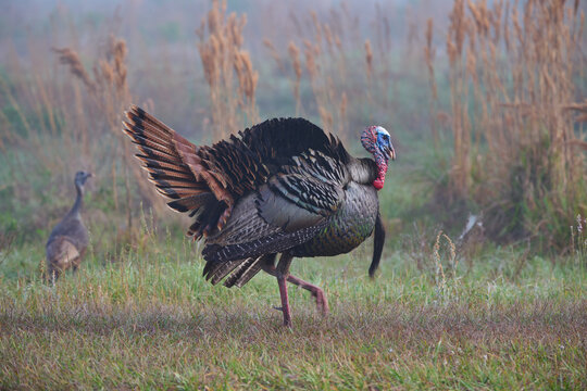 wild turkey foraging in the fog 