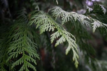 Thuja plicata 'Can-Can' in detail: The morning light highlights the soft greenery of this compact cedar variety, emphasizing its rich shades and natural texture.
