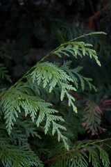 Thuja plicata 'Can-Can' in detail: The delicate, fan-shaped sprays of this evergreen shrub are highlighted in the image, with their deep green tones contrasting beautifully against a darker background