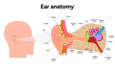 Obraz premium Inner Ear structure and function anatomy. Human ear vestibular system