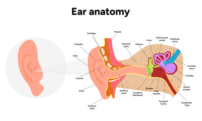 Inner Ear structure and function anatomy. Human ear vestibular system